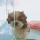 와우펫마트 이미지