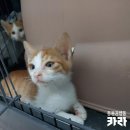 고롱고롱 이미지