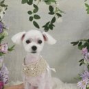 멍멍살롱 이미지