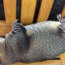 뚱냥이네 이미지