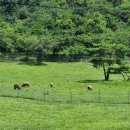 경주숲속생명의원 이미지