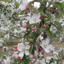 사과꽃향기 이미지