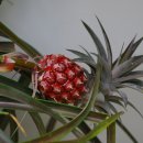 아나나스 이미지