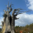 일연테마로드 | 대구 가을여행 아이들과 가볼 만한 군위바베큐축제2025 당일치기군위여행