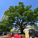 느티나무사거리 이미지