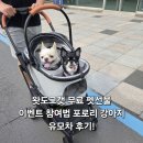 펫도그 | 왓도그캣 역대급 무료 펫선물 이벤트 참여법 포로리 강아지 유모차 후기