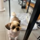 마리애견미용실 이미지