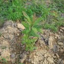 이안농장 이미지