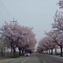양양 남대천의 벚꽃 길 이미지