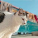 펫아미 강아지분양 고양이분양 동탄점 이미지