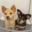 그레이닝 Graining 이미지