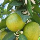 BERGAMOT(베르가못)