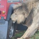 타이어사자 이미지