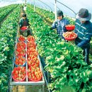 주말여행] 논산 딸기축제, 입안에 봄이 들어왔어요 이미지