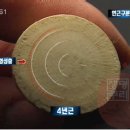 6년근 수삼 구별법 - 나이테판별법 이미지