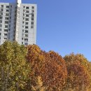 유동열여성어린이한의원 | [시험관#13] 3일배양 2개 동결이식 (D-6~D-day) 💉프롤루텍스, 크리논정 💊프로기노바, 베이비아스피린