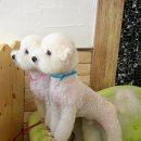 쭈니살롱 이미지