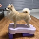 딩동멍 | [짐볼운동] 딩동펫 뼈다귀 짐볼 운동 / 강아지 뒷다리 짐볼 운동 🦴🦴