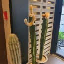 더함한우골 이미지