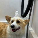 애견목욕탕 이미지