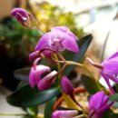 일출 난 농원 이미지