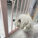 오마이펫 이미지