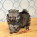 안양펫애견용품할인마트 이미지