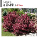 928致列林🌳一周年種樹典禮 + LG Dream Festival 928 "황치열 숲" 1주년 연례 식목식 + LG 드림 페스티벌 이미지