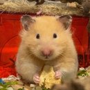 마리 | [종로/동대문] 한민국 닭한마리 후기! 서비스 넘치는 종로 닭칼국수 가성비 맛집