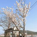 가마치통닭다대점 이미지