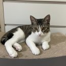 이쁘냥 고양이미용실 서대문점 이미지