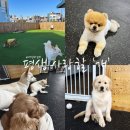 평생 사랑할 개 이미지