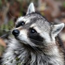 너구리 소굴 이미지