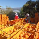 손별농장 이미지