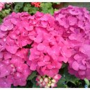 장안꽃시장 이미지