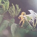 청석골농장 이미지