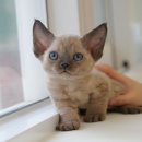 울산 고양이분양 미유펫 이미지