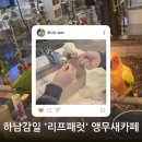 리프패럿 이미지