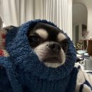 마이리틀갱스타 이미지