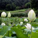 도새울마을 티스토리