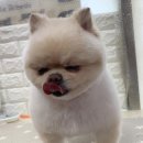 내안에너있DOG 이미지