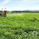 신흥농장 이미지