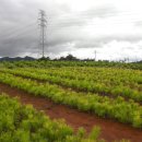 보광목장 이미지