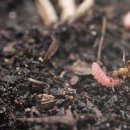 리빙워터(Living water) | 보다보다(VODAVODA) 생수 후기 – 세르비아 미네랄워터에서 흙 냄새가 나는 이유 (지오스민)