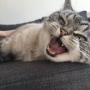 로키몰