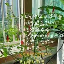 태임사 Daum카페