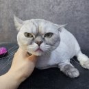 은밀하개위대하개 이미지