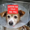 로로동물의료센터 이미지