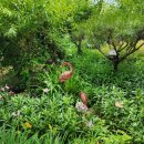 도토리 정원 이미지