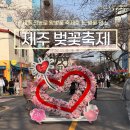 2026 전농로 왕벚꽃 축제 다녀온 후기 실시간 개화 현황